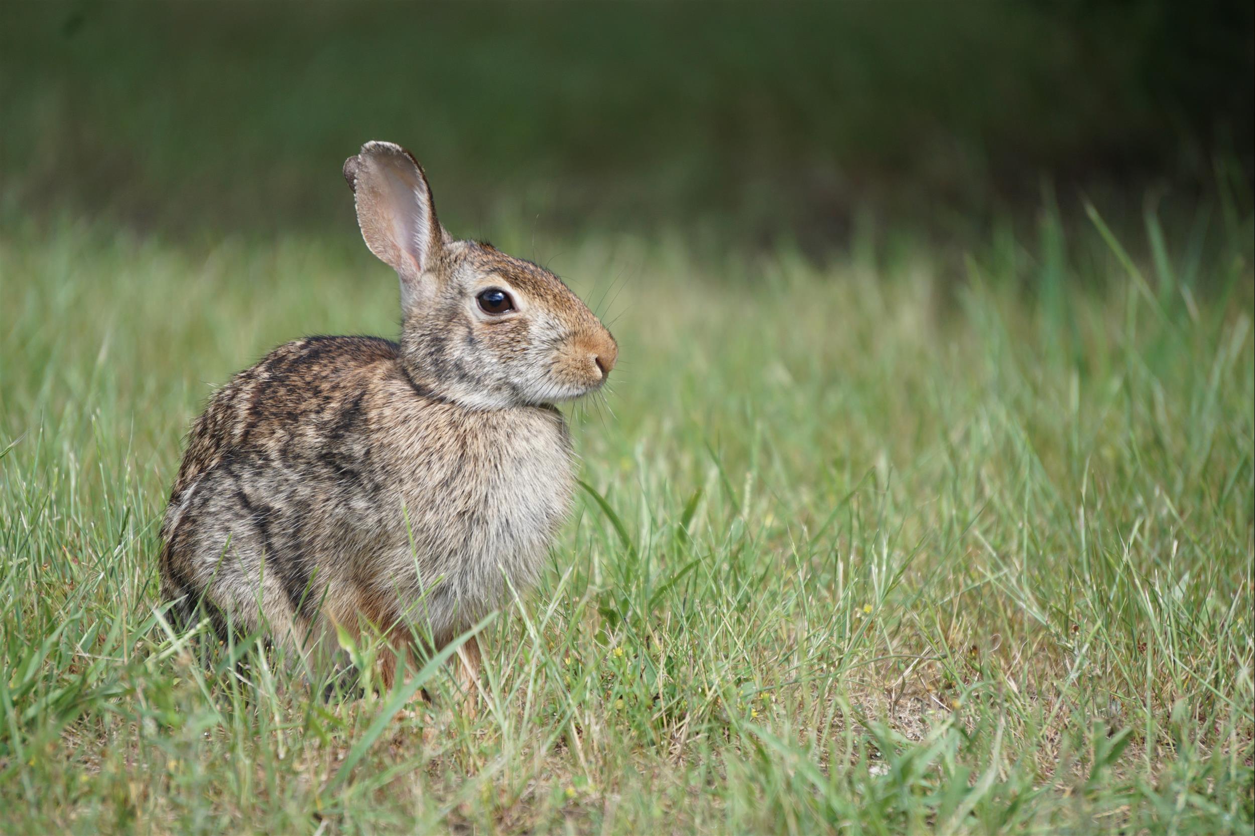 bunny